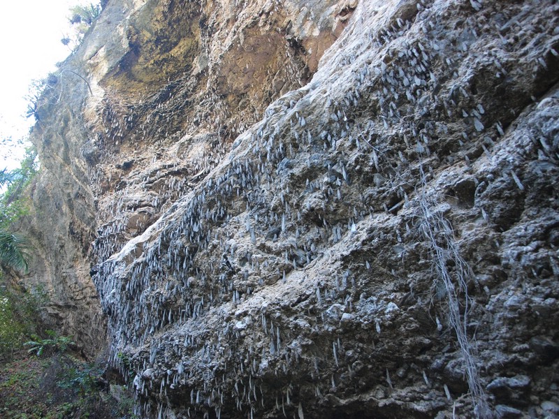 bee hives hanging off a cliff face, thousands of them