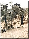 Goats in Arganier