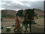 Packing the mules at Tislit